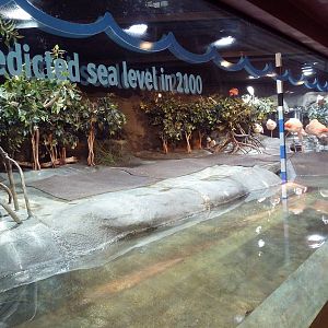 Hot Pink Flamingos - Bird Exhibit (6 Species)