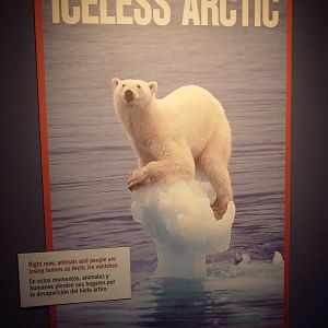 Hot Pink Flamingos - Poster