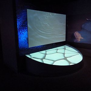 Hot Pink Flamingos - Video Screen