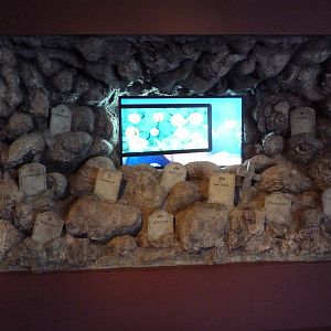 Hot Pink Flamingos - Aquatic Graveyard