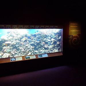 Hot Pink Flamingos - Coral Reef Tank