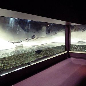 Hot Pink Flamingos - Juvenile Green Sea Turtle Exhibit