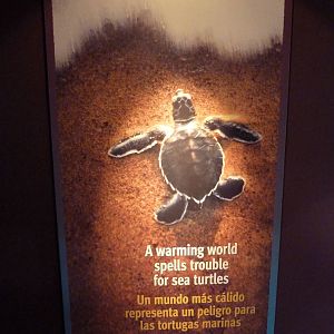 Hot Pink Flamingos - Climate Change Poster