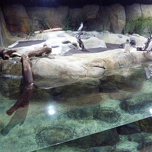 Hot Pink Flamingos - Magellanic Penguin Exhibit