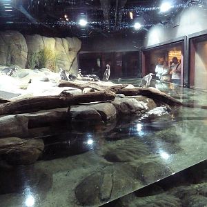 Hot Pink Flamingos - Magellanic Penguin Exhibit