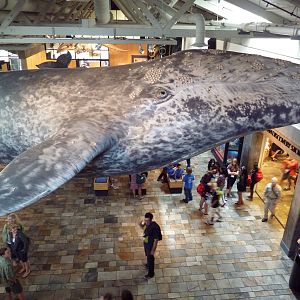 Gray Whale Statue