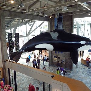 Orca Statue