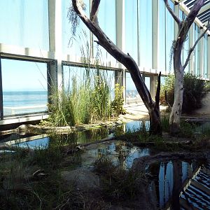 Walk-Through Aviary - Shorebirds