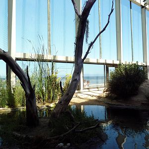 Walk-Through Aviary - Shorebirds