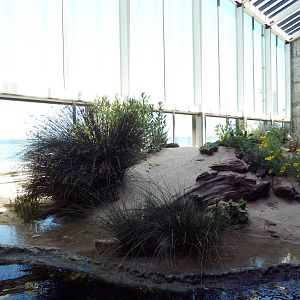 Walk-Through Aviary - Shorebirds