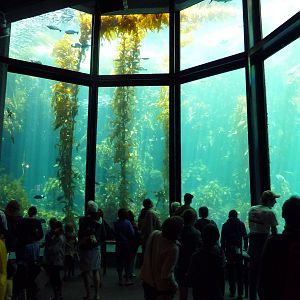 Kelp Forest Exhibit