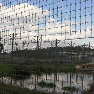 Tiger Enclosure No. 2 - 19.80.2011