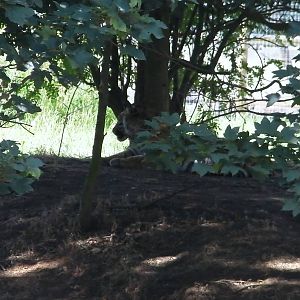 Tiger in Enclosure No. 2 - 19.80.2011