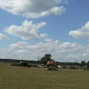 Bactrian Camel Herd - 19.08.2011
