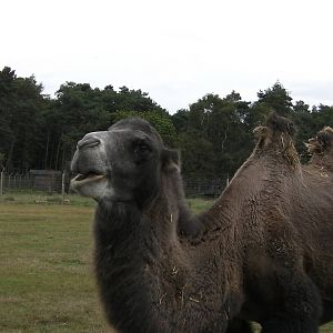 Monty the Ex-Circus Camel - 19.08.2011