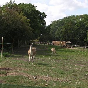 Guanaco Enclosure - 19.08.2011