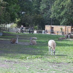 Guanaco Enclosure - 19.08.2011