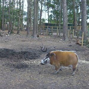 Red River Hog Enclosure - 19.08.2011