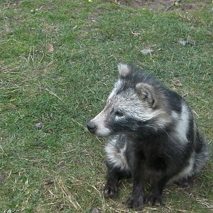 Racoon Dog - 19.08.2011