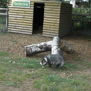 Racoon Dog Enclosure - 19.08.2011