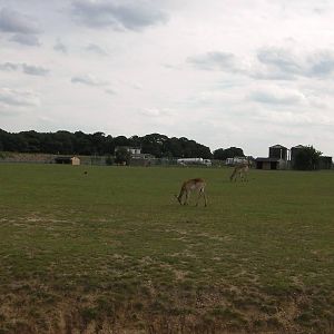 African Plains - 19.08.2011