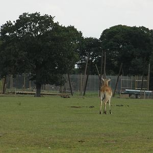 African Plains and Leopard Enclosure Construction - 19.08.2011