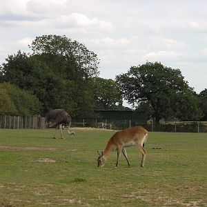 African Plains - 19.08.2011