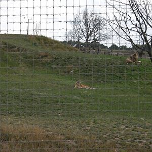 Lion Pride No. 1 - 19.08.2011