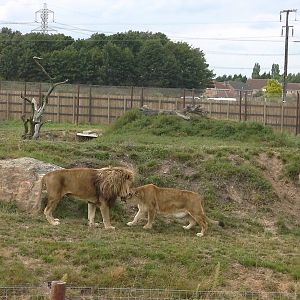 Cezar and Alis - 19.08.2011