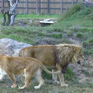 Cezar and Alis - 19.08.2011