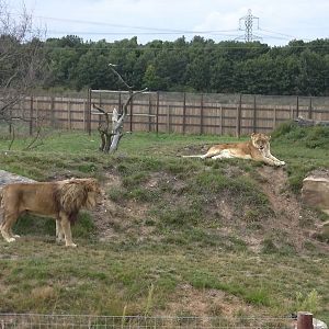 Cezar and Alis - 19.08.2011