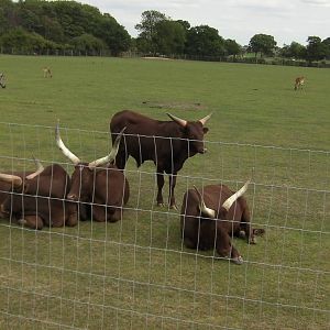 Ankole Cattle - 19.08.2011