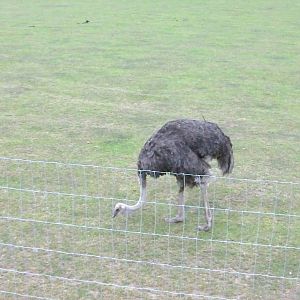 Ostrich - 19.08.2011