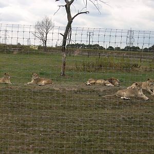 Lion Pride No. 2 - 19.08.2011