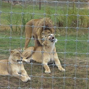 Lion Pride No. 2 - 19.08.2011