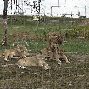 Lion Pride No. 2 - 19.08.2011