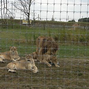 Lion Pride No. 2 - 19.08.2011