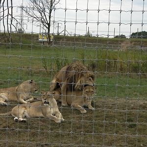 Lion Pride No. 2 - 19.08.2011