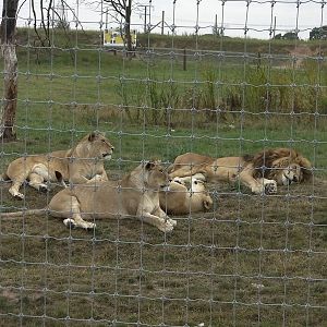 Lion Pride No. 2 - 19.08.2011