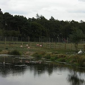 Flamingo and Geese -19.80.2011