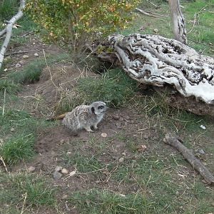 Meerkat -19.80.2011
