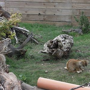Meerkat and Mongoose Mixed Enclosure -19.80.2011