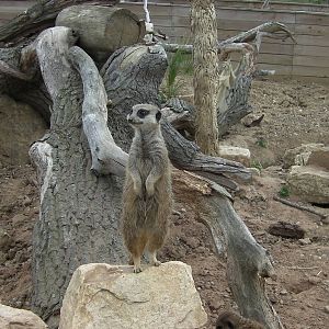 Meerkat -19.80.2011