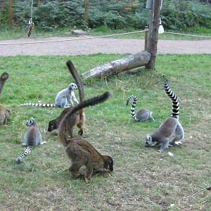 Lemur Woods Scatter Feed - 19.08.2011