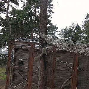 Lemur Woods - 19.08.2011