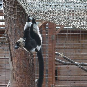 Lemur Woods - 19.08.2011