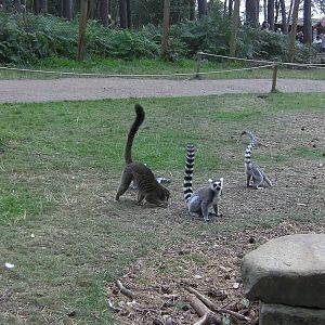 Lemur Woods Scatter Feed - 19.08.2011