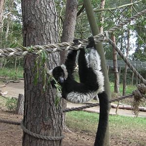 Lemur Woods - 19.08.2011