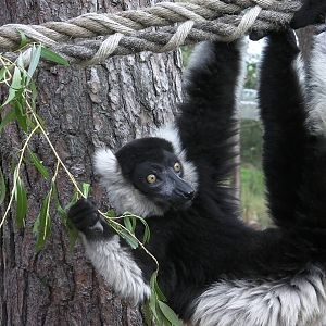 Lemur Woods - 19.08.2011