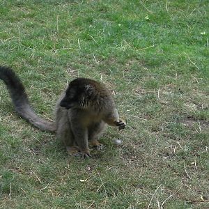 Lemur Woods - 19.08.2011